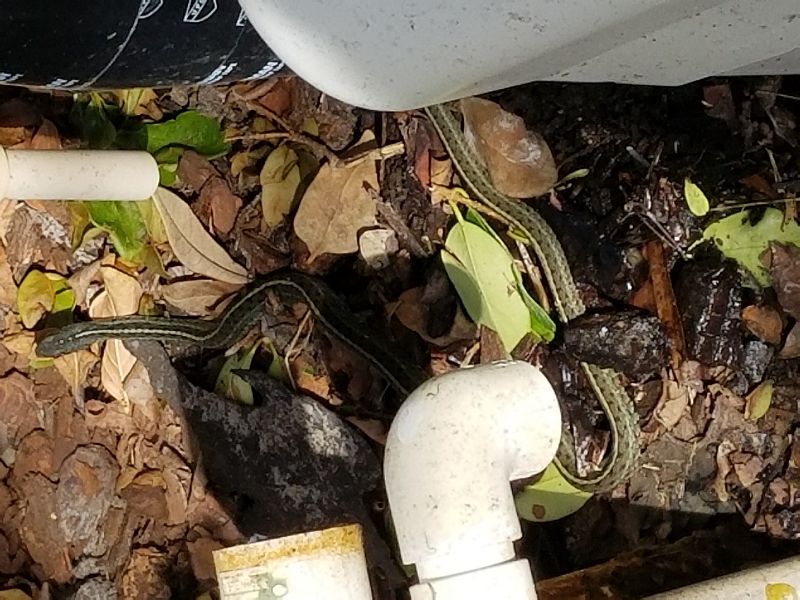 Snake in the grass